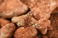 Sedum rubens