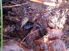 Plethodon mississippi