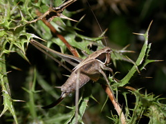 Sepiana sepium