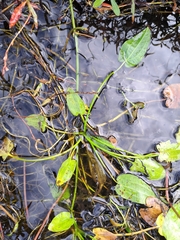 Echinodorus berteroi