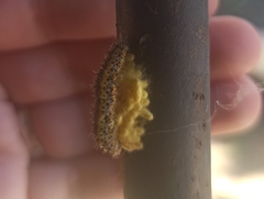Tatochila