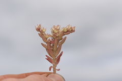 Sedum rubens