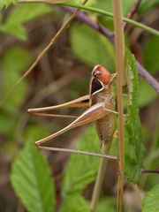 Sepiana sepium