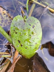 Echinodorus berteroi