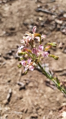 Alstroemeria revoluta