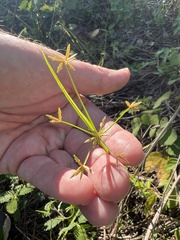 Cyperus haspan