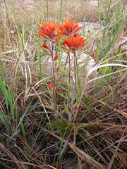 Castilleja coccinea