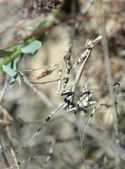 Empusa pennicornis