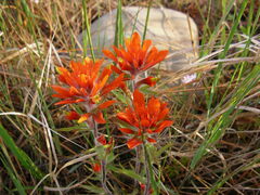 Castilleja coccinea