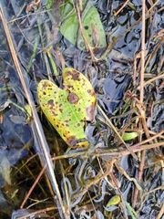 Echinodorus berteroi