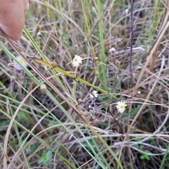 Symphyotrichum subulatum elongatum
