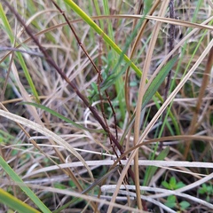 Symphyotrichum subulatum elongatum