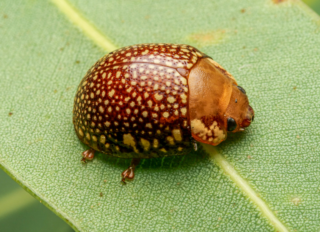 Paropsis bovilli