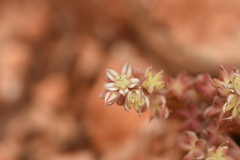Sedum rubens