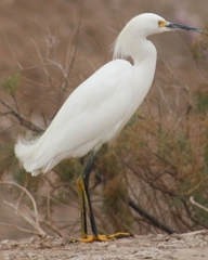 Egretta thula
