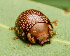 Paropsis bovilli