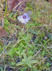 Pinguicula pumila