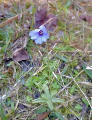 Pinguicula pumila