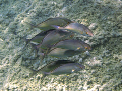 Seriola