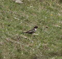 Turdus torquatus