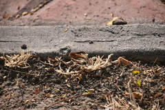 Polistes mexicanus