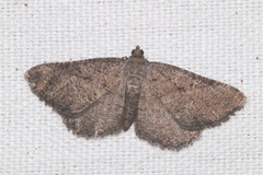 Rhoptria asperaria