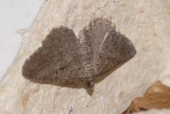 Rhoptria asperaria