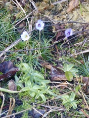 Pinguicula pumila