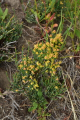 Ephedra chilensis