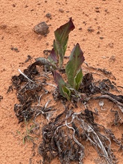 Rumex hymenosepalus