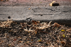 Polistes mexicanus