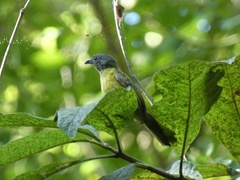 Ramphocelus flammigerus