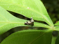 Notocera bituberculata