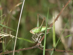 Sepiana sepium