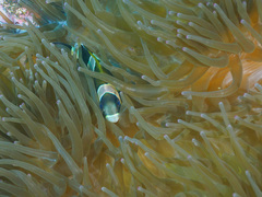 Amphiprion latezonatus