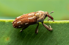 Cylindralcides bubo