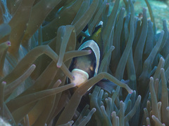 Amphiprion latezonatus