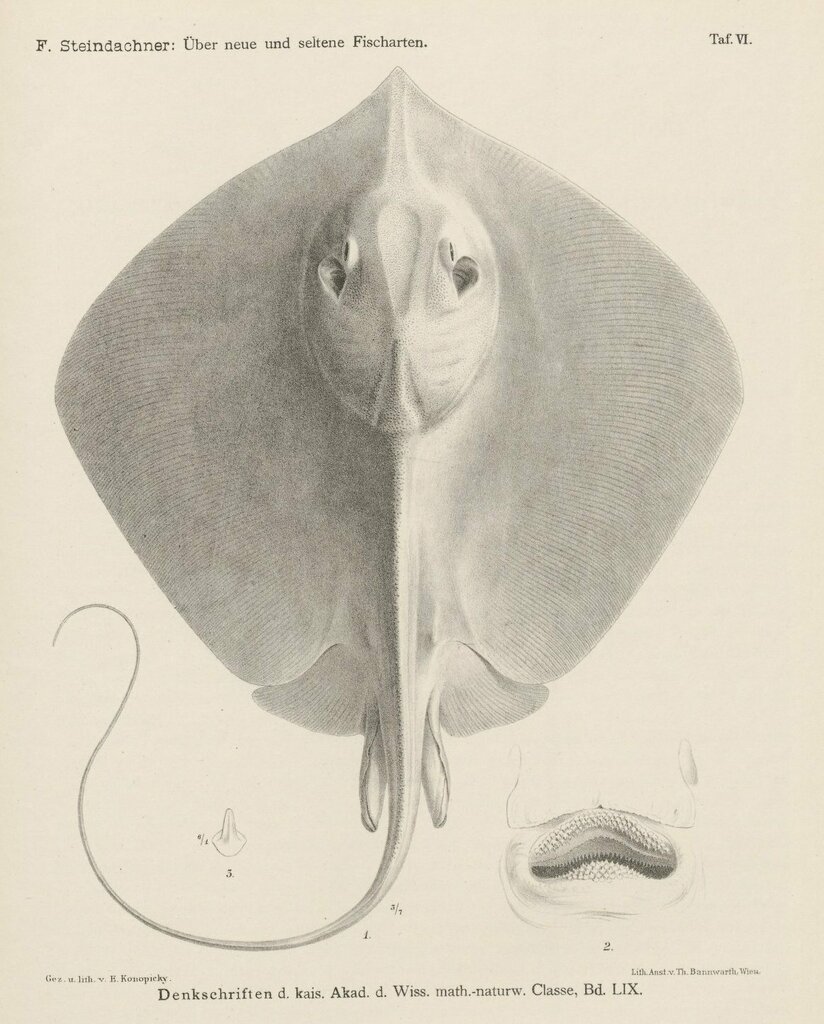 Chinese stingray