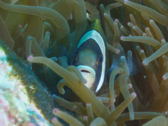 Amphiprion latezonatus