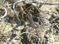 Empusa pennicornis