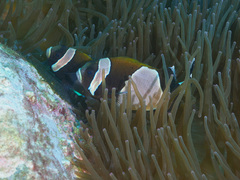 Amphiprion latezonatus