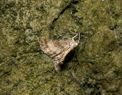 Pseudocoremia indistincta