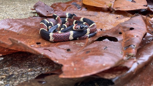 Rhinobothryum bovallii image