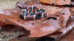 Rhinobothryum bovallii