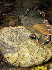 Rhinobothryum bovallii