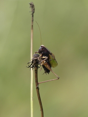Zeuneriana abbreviata