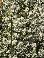 Baccharis glomeruliflora