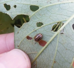 Agroiconota bivittata