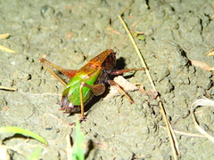 Zeuneriana abbreviata
