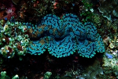 Tridacna noae
